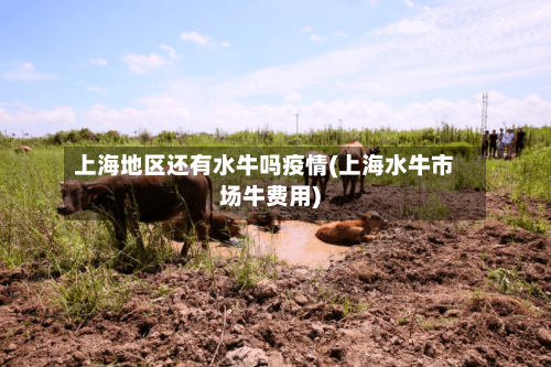 上海地区还有水牛吗疫情(上海水牛市场牛费用)