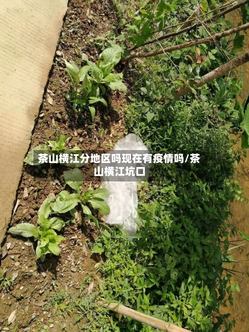 茶山横江分地区吗现在有疫情吗/茶山横江坑口-第3张图片
